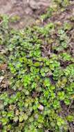 Image of Acaena microphylla subsp. obscurascens Bitter