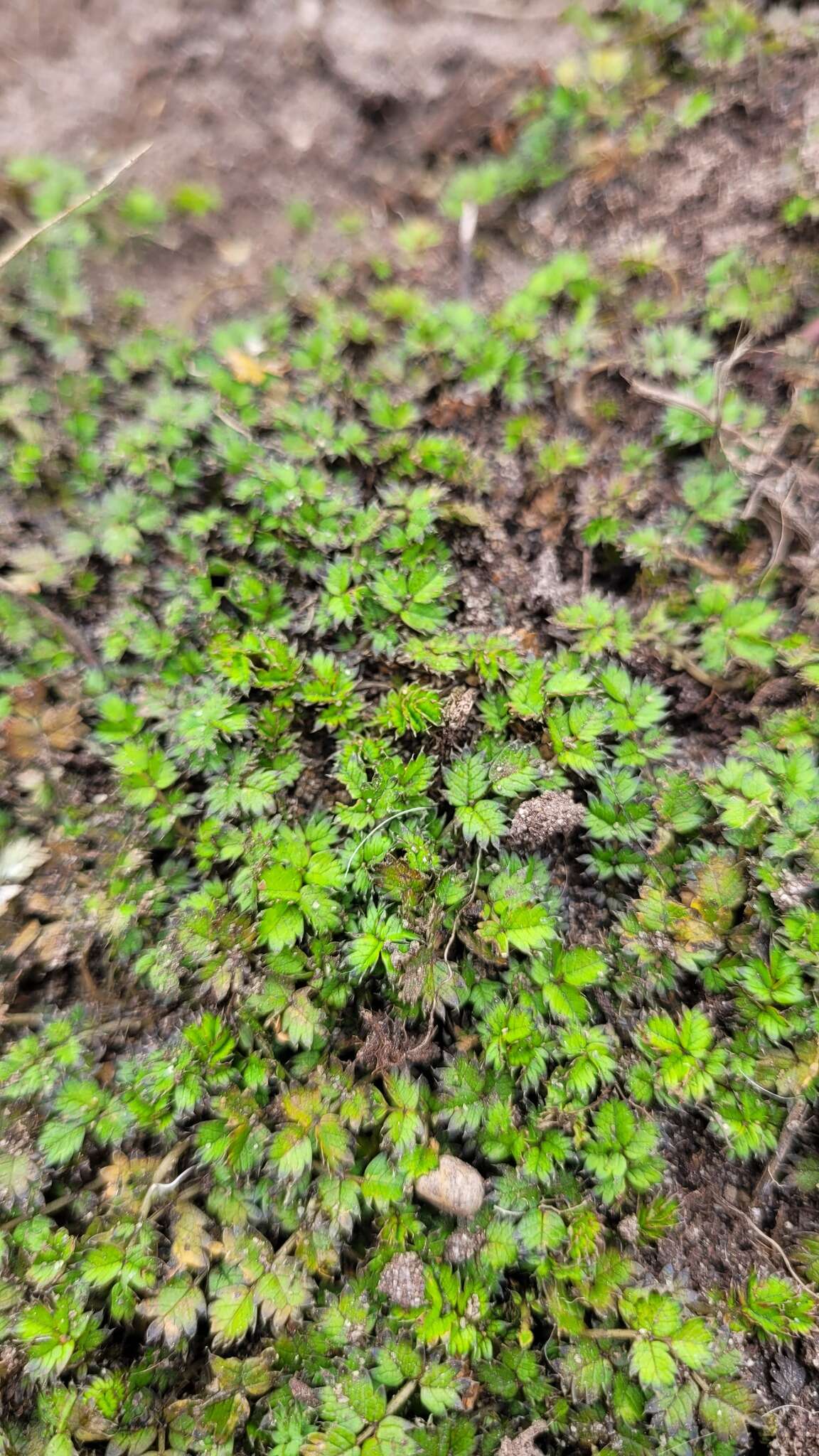 Image of Acaena microphylla subsp. obscurascens Bitter