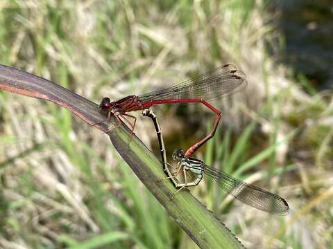 Imagem de Megalagrion heterogamias (Perkins 1899)