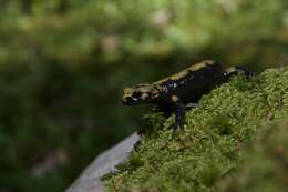 Image of Alpine Salamander