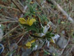 Tetramerium glandulosum Oerst. resmi