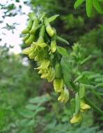 Imagem de Astragalus frigidus (L.) A. Gray