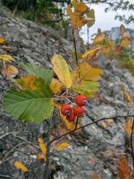 Plancia ëd Aria graeca (Spach) M. Roem.