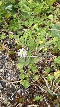 Image of Pappochroma bellidioides (Hook. fil.) G. L. Nesom