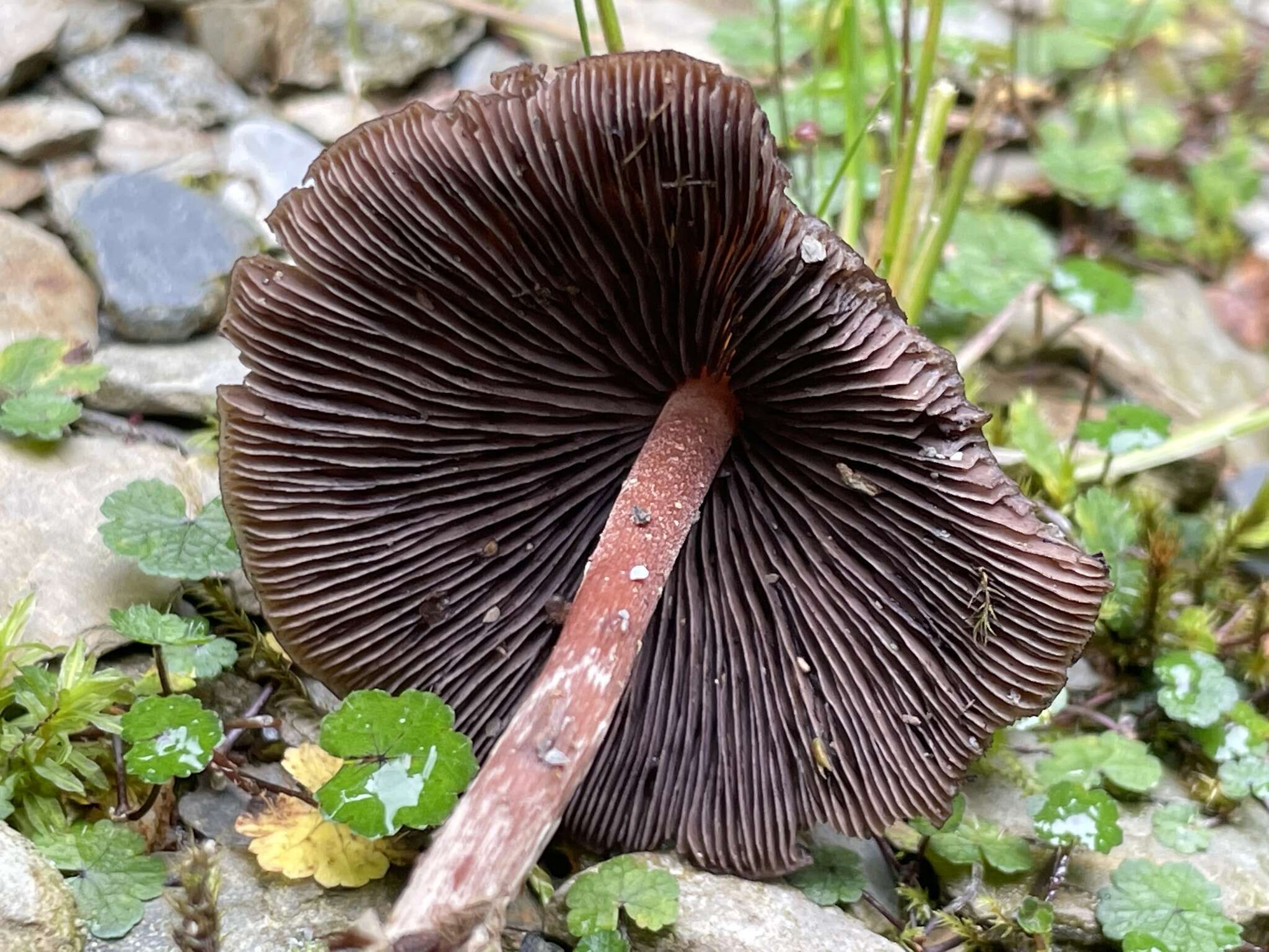 Image of Psilocybe subcaerulipes Hongo 1958