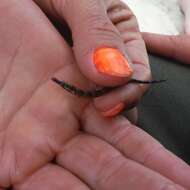 Image of Sargassum Pipefish