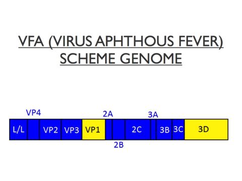 Image of Aphthovirus