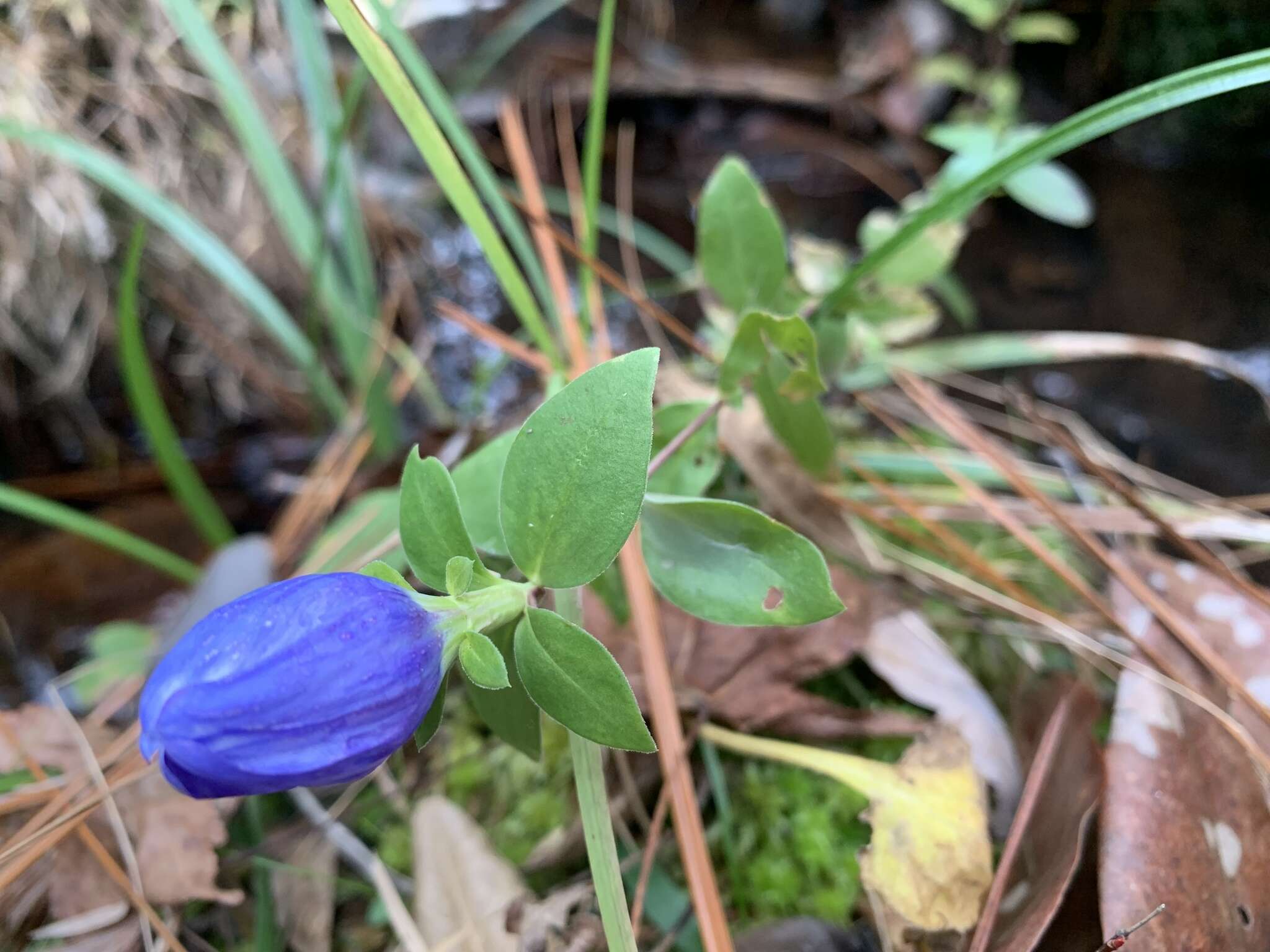 Imagem de Gentiana saponaria L.