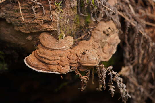 Ganoderma australe (Fr.) Pat.的圖片