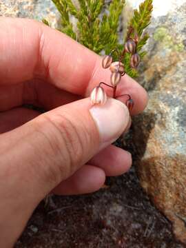 Image of Drimia convallarioides (L. fil.) J. C. Manning & Goldblatt