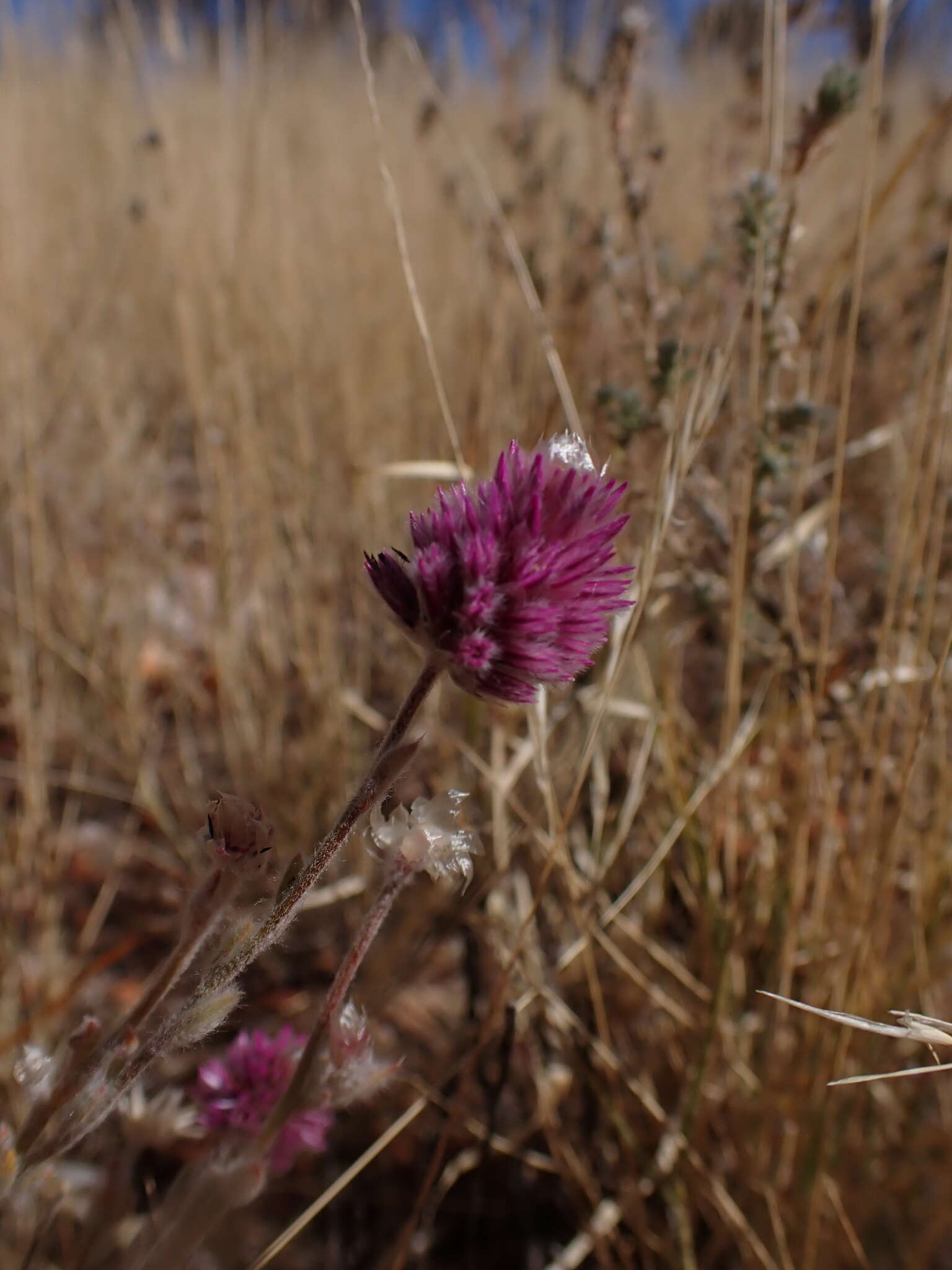 Image of Ptilotus helipteroides (F. Müll.) F. Müll.