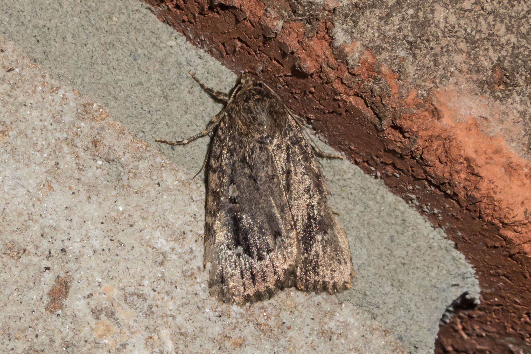 Image of Copper Underwing