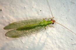 Image of Goldeneyed Lacewing