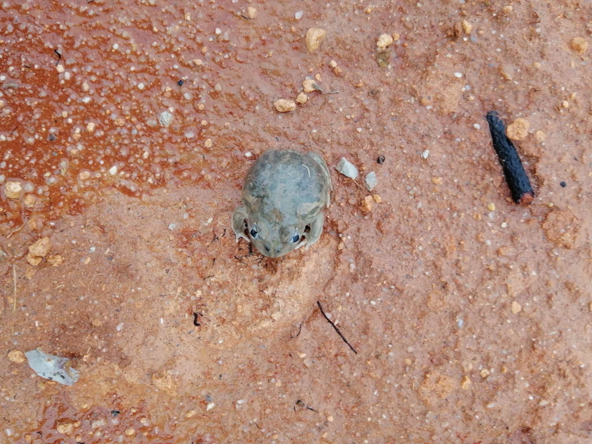 Image of Neobatrachus Peters 1863