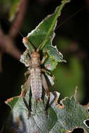 Image de Tafalisca eleuthera Otte, D. & Perez-Gelabert 2009