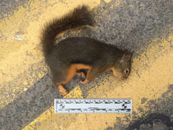 Image of Douglas's Squirrel