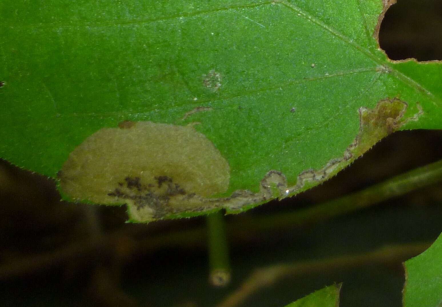 Image of Aspilanta ampelopsifoliella (Chambers 1874) Nieukerken & Eiseman 2020