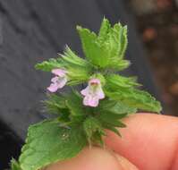 Image of field woundwort