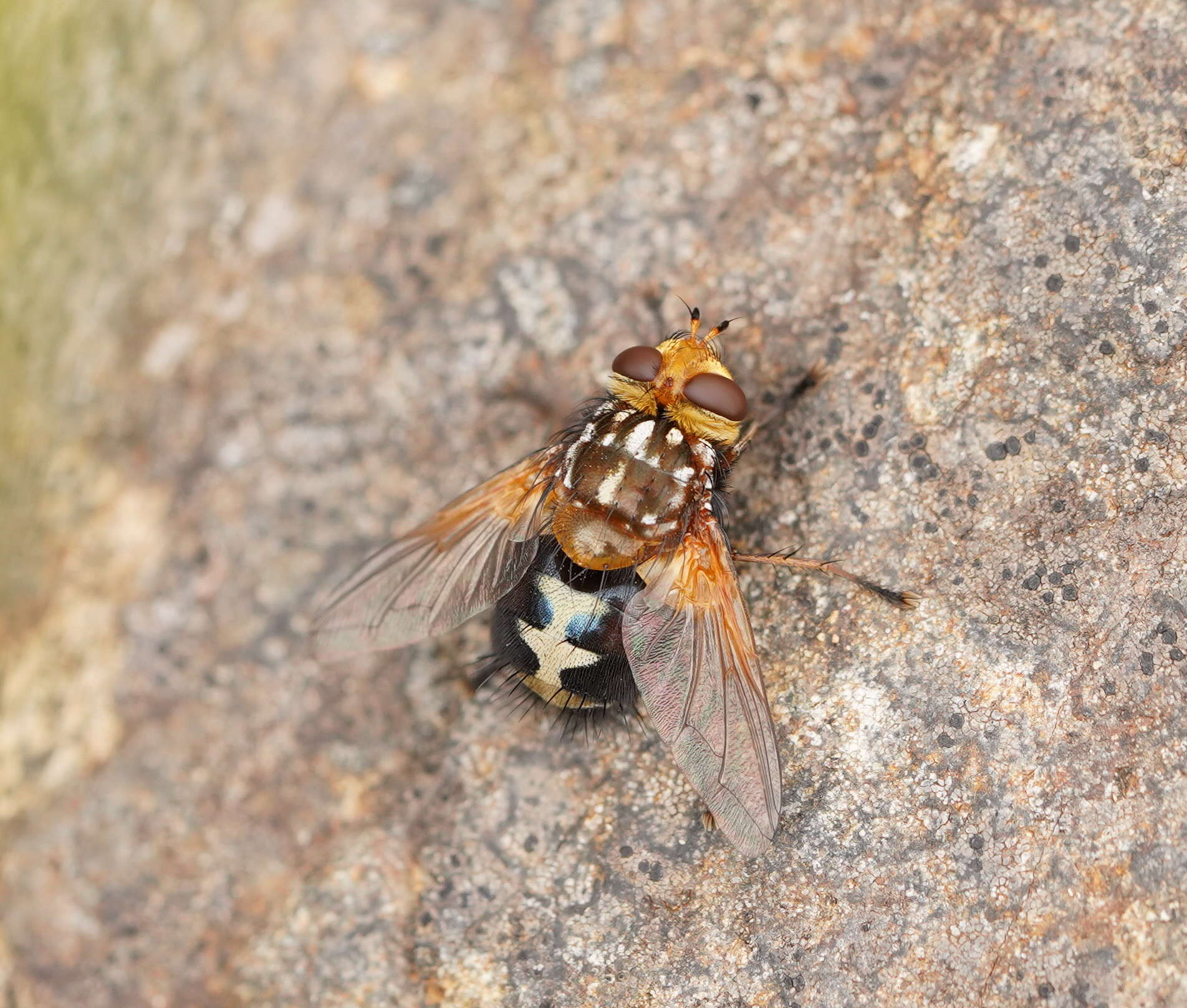 Image of Microtropesa nigricornis Macquart 1851