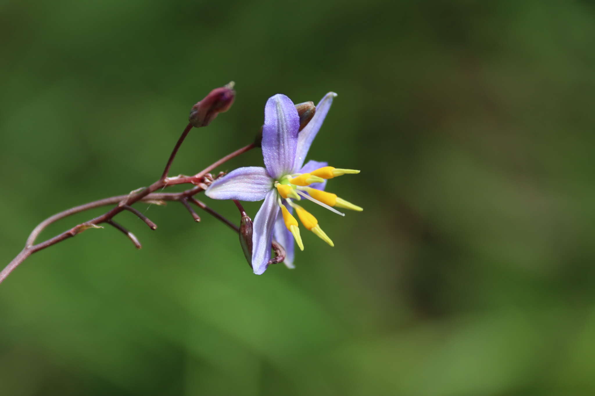 Image of Dianella amoena G. W. Carr & P. F. Horsfall