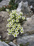 Image of Saxifraga muscoides All.