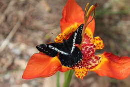 Image of Catasticta teutila (Doubleday 1847)