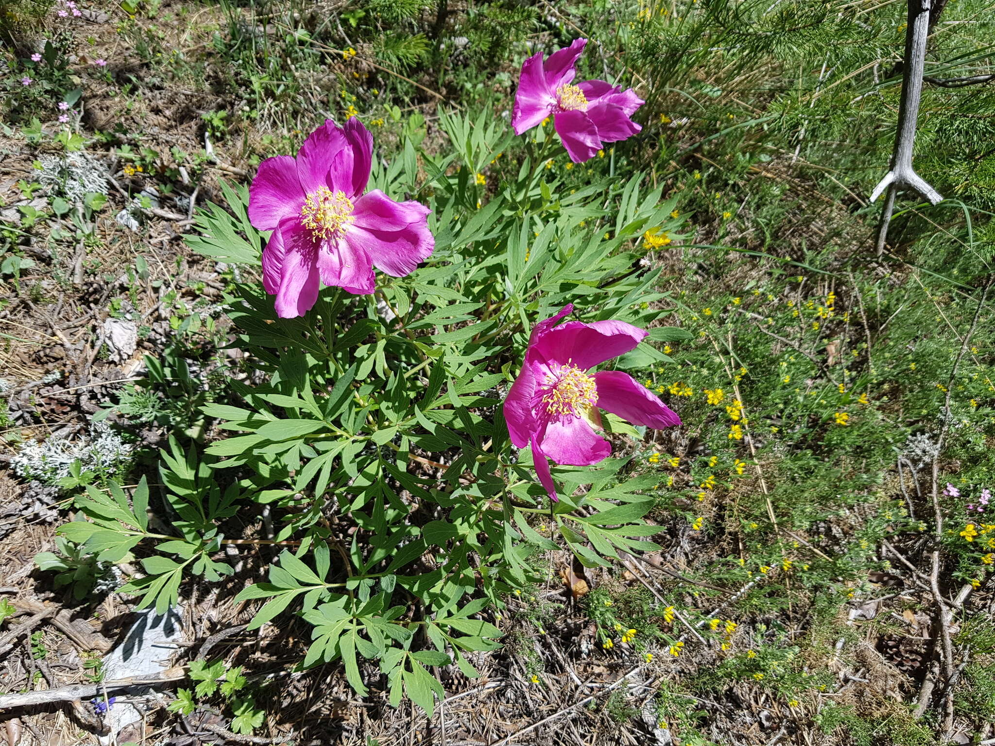 Image of Paeonia officinalis subsp. huthii A. Soldano