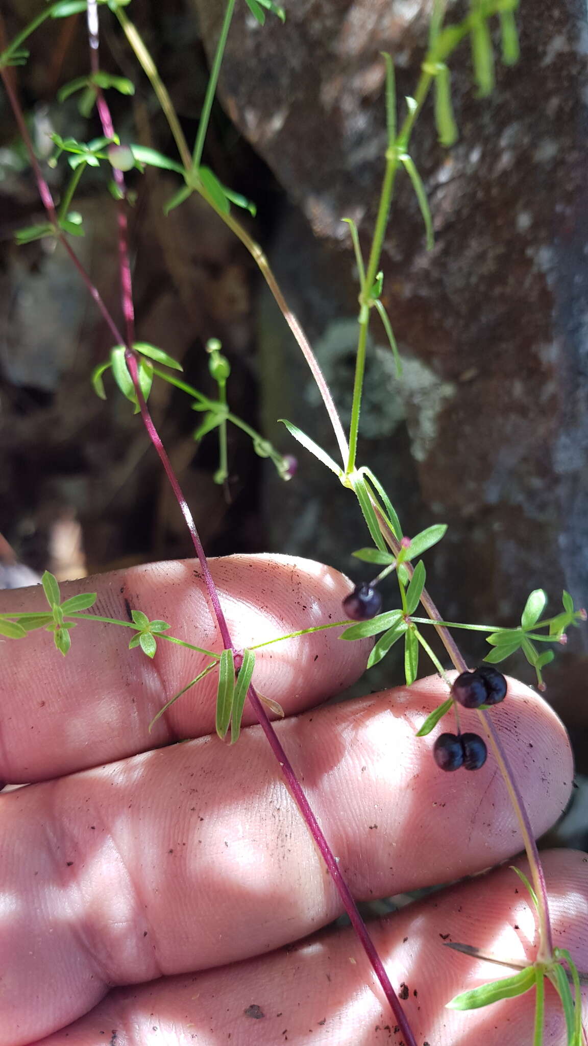 Image of Galium aschenbornii S. Schauer