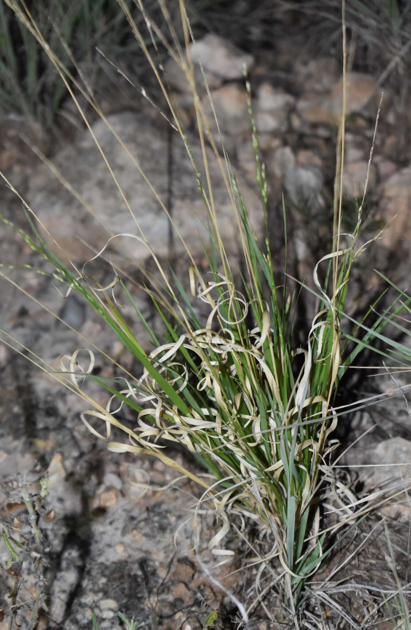 صورة Panicum hallii Vasey