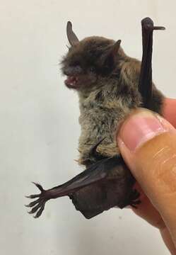 Myotis velifer (J. A. Allen 1890) resmi