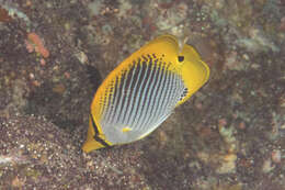 Image of Spot-tail Butterfly Fish