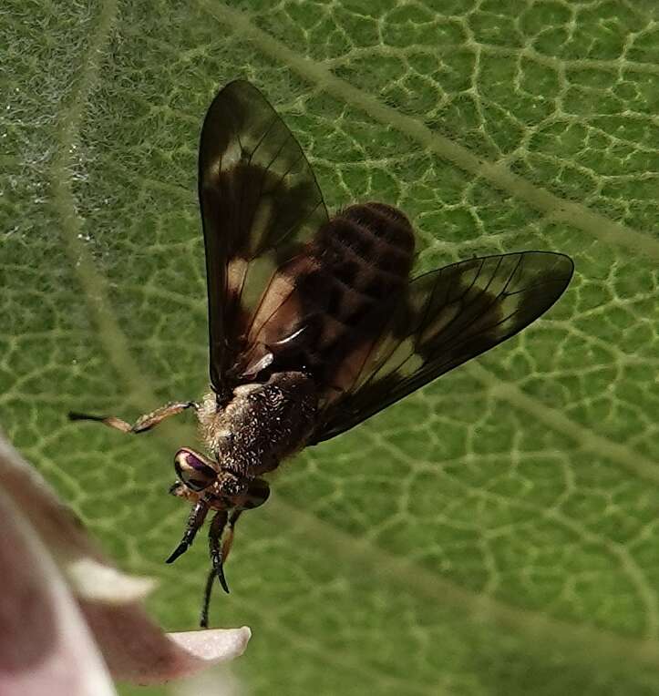 Image de Chrysops fulvaster Osten Sacken 1877