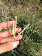 Image of sand bluestem