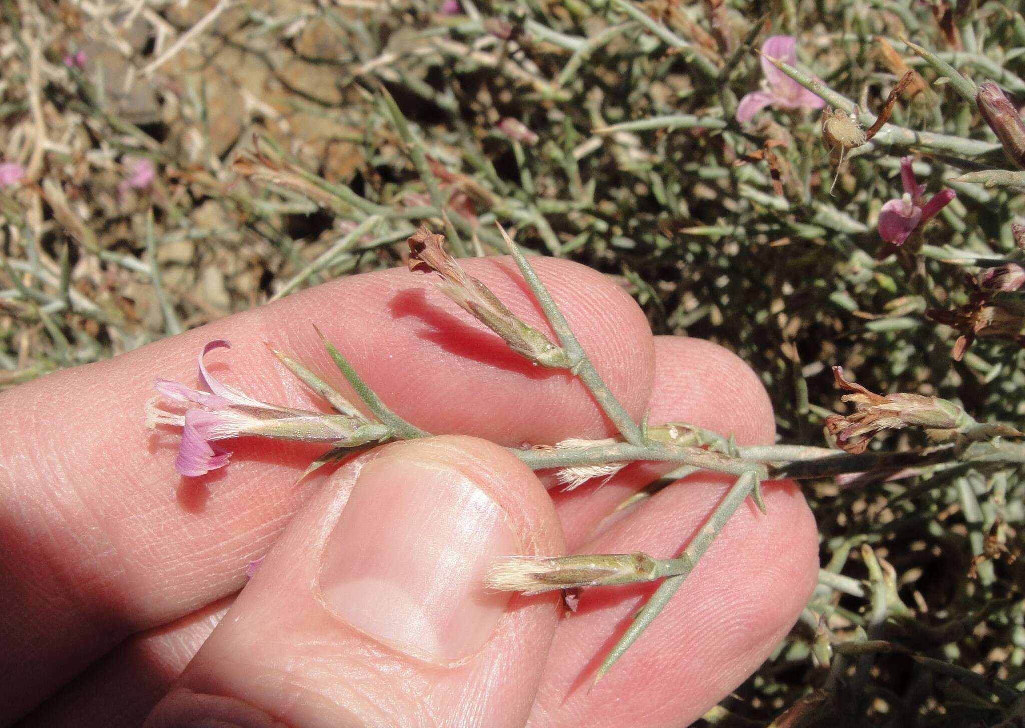 Image of skeletonweed