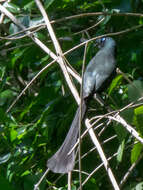 Image of Treepie