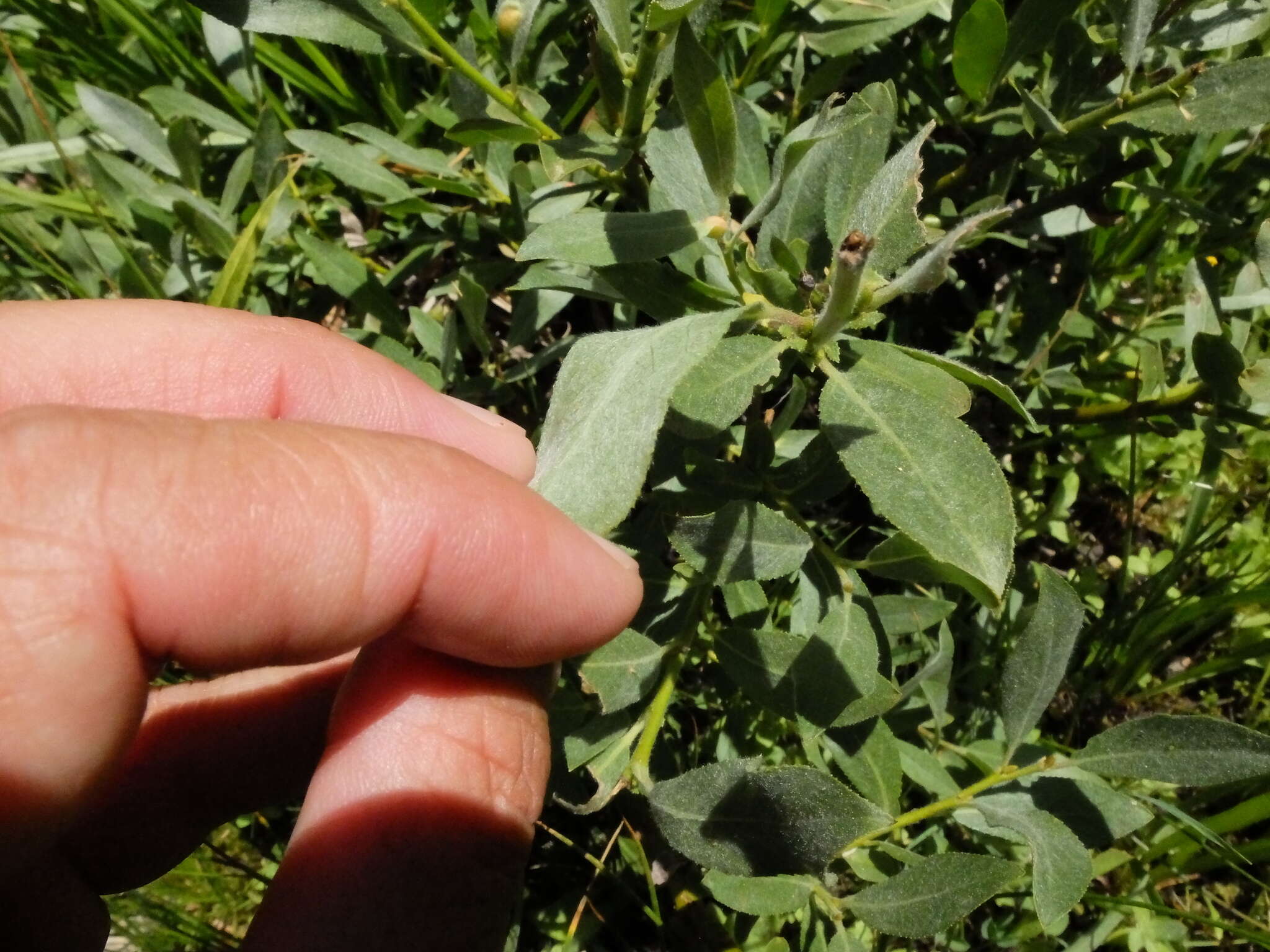 Plancia ëd Salix orestera C. K. Schneider