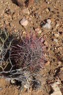 Image of Fire Barrel Cactus