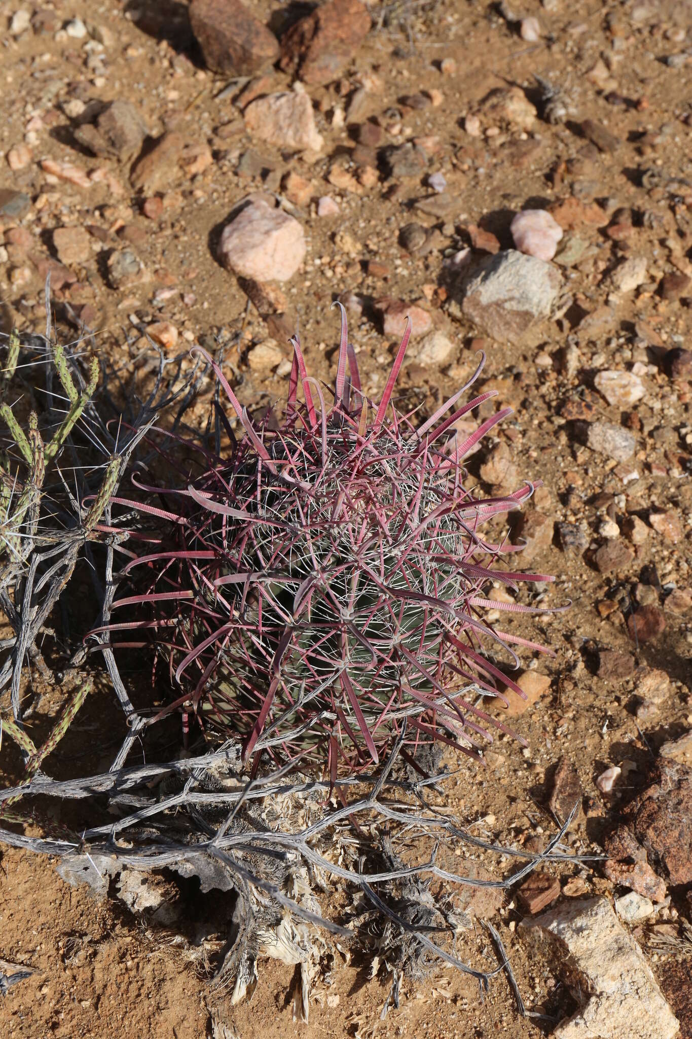 Image of Fire Barrel Cactus