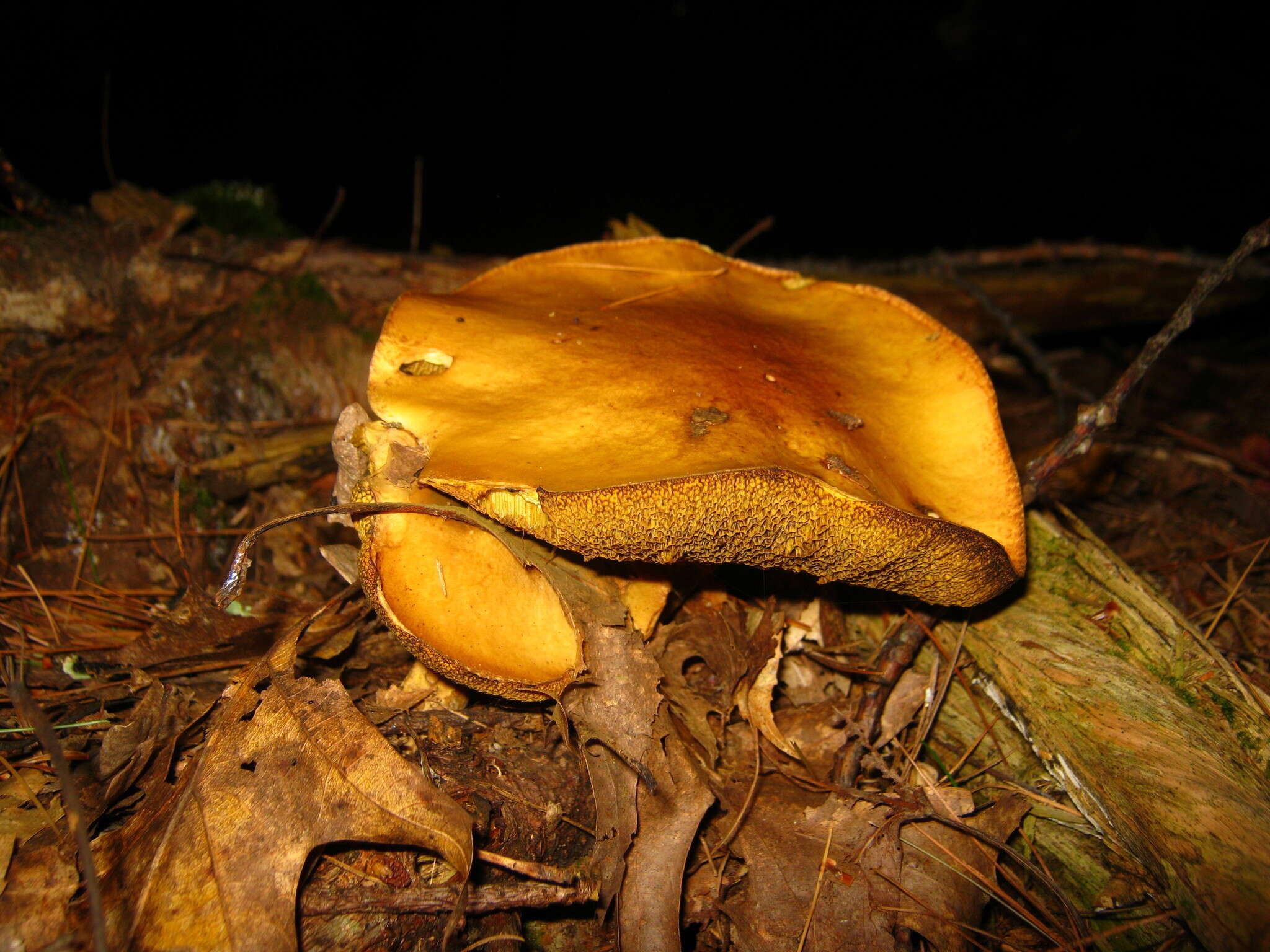 Image of Suillus punctipes (Peck) Singer 1945