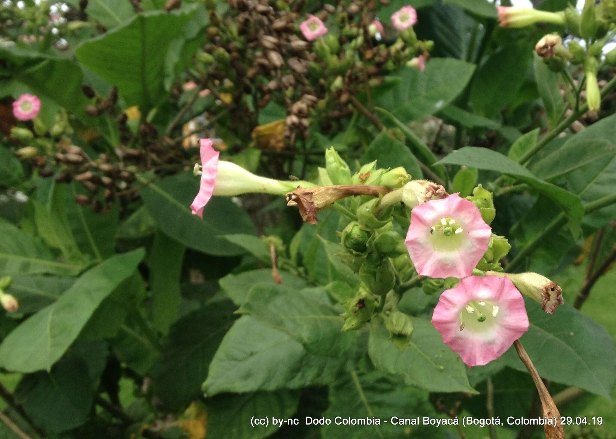 Image of cultivated tobacco