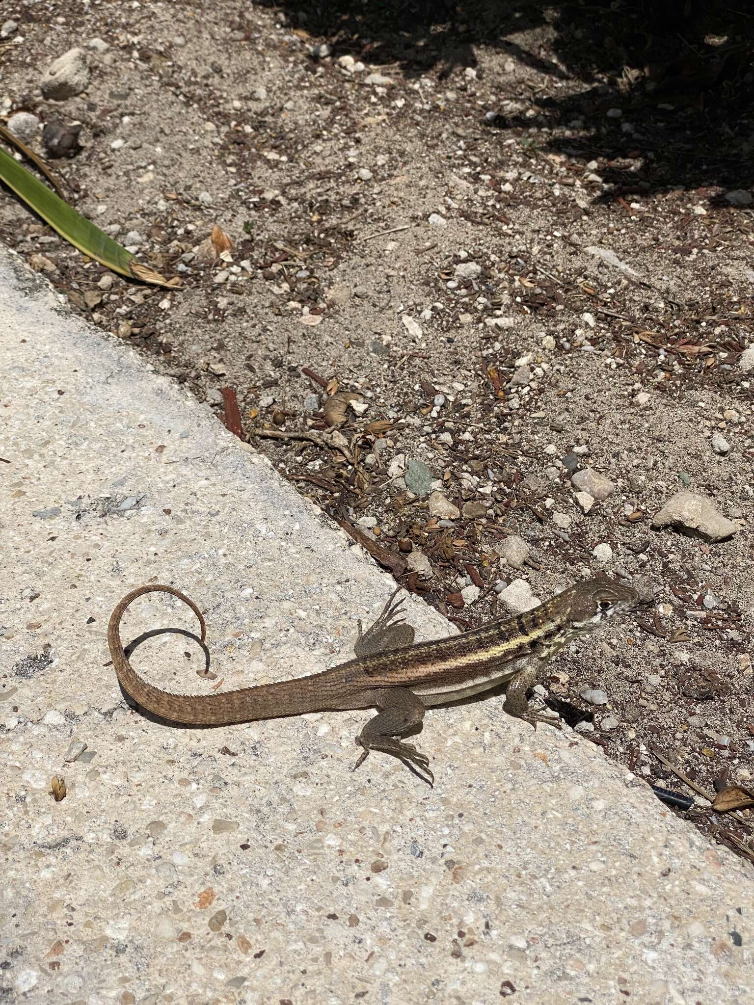 Image of Bastion Cay Curlytail Lizard