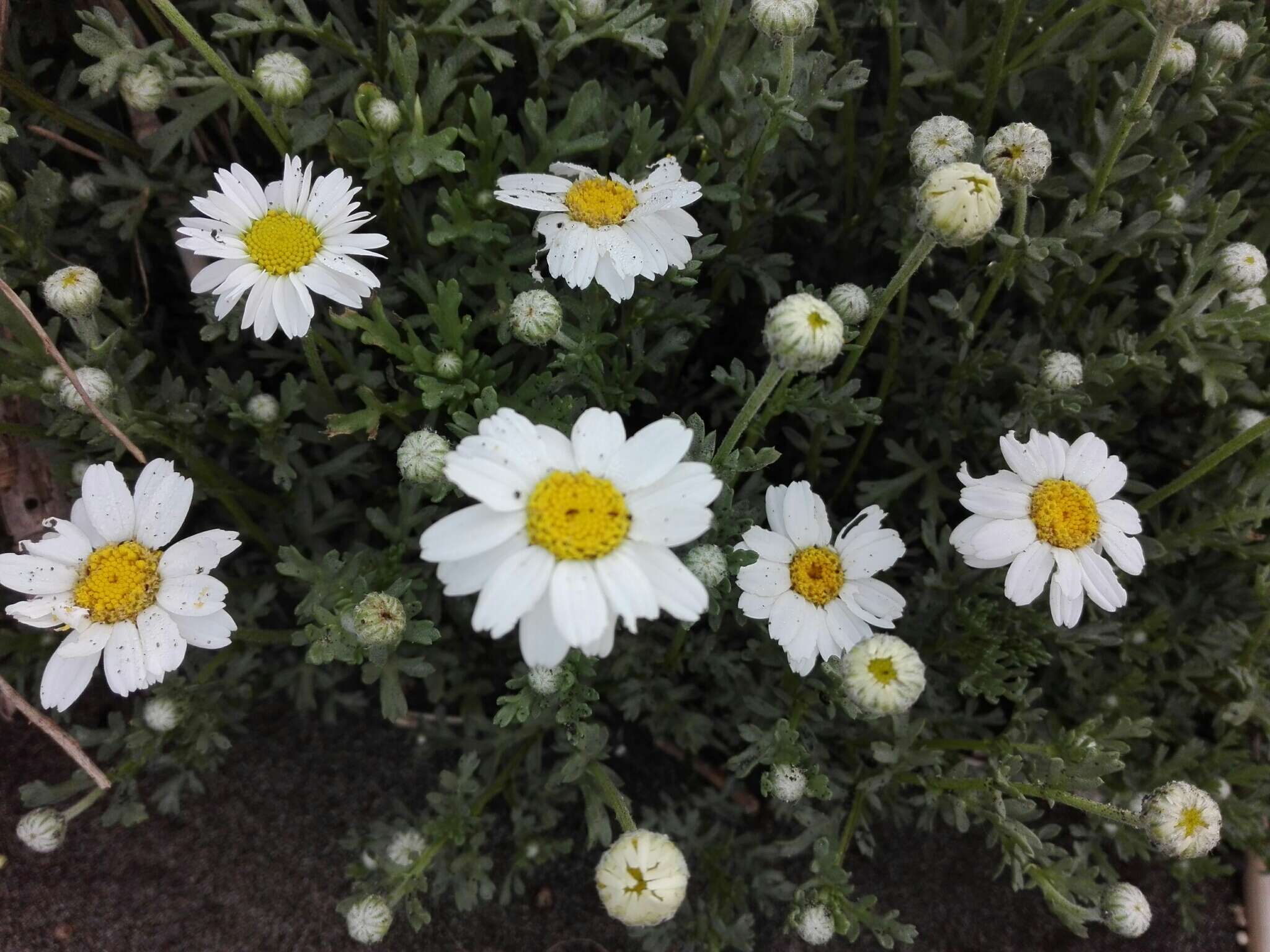 Слика од Anthemis maritima L.