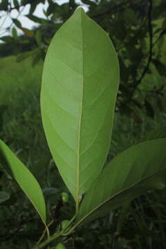 Image of Laurel-Espada