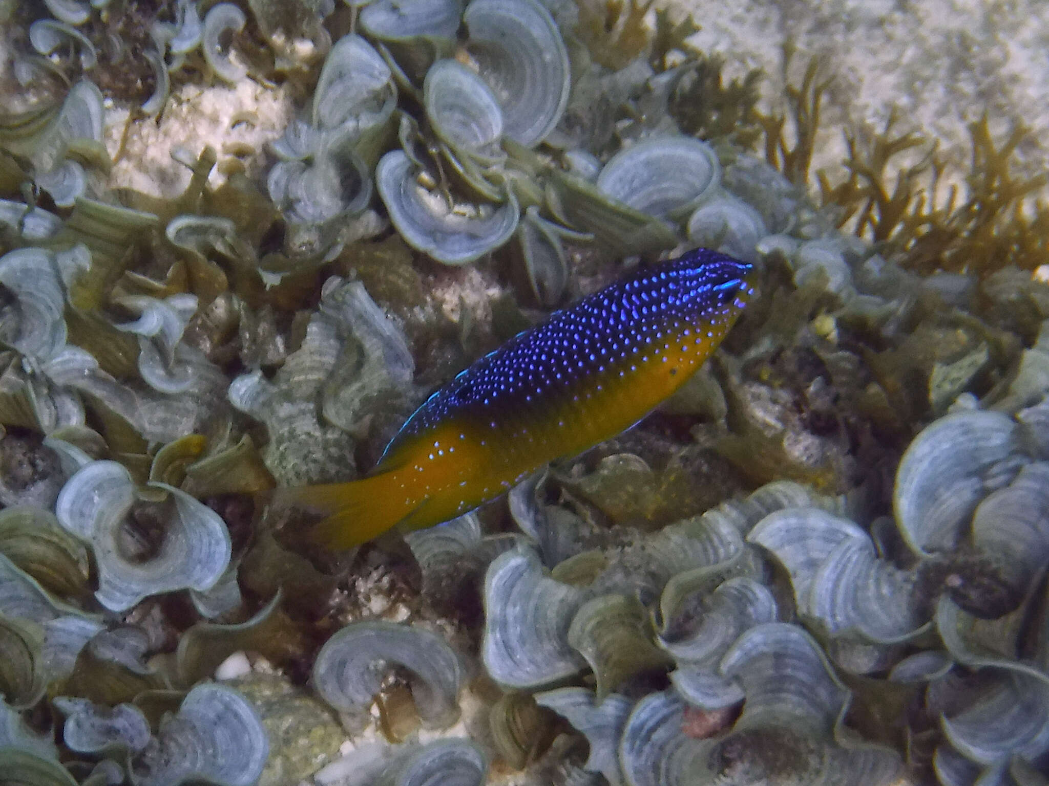 Image de Stegastes leucostictus (Müller & Troschel 1848)