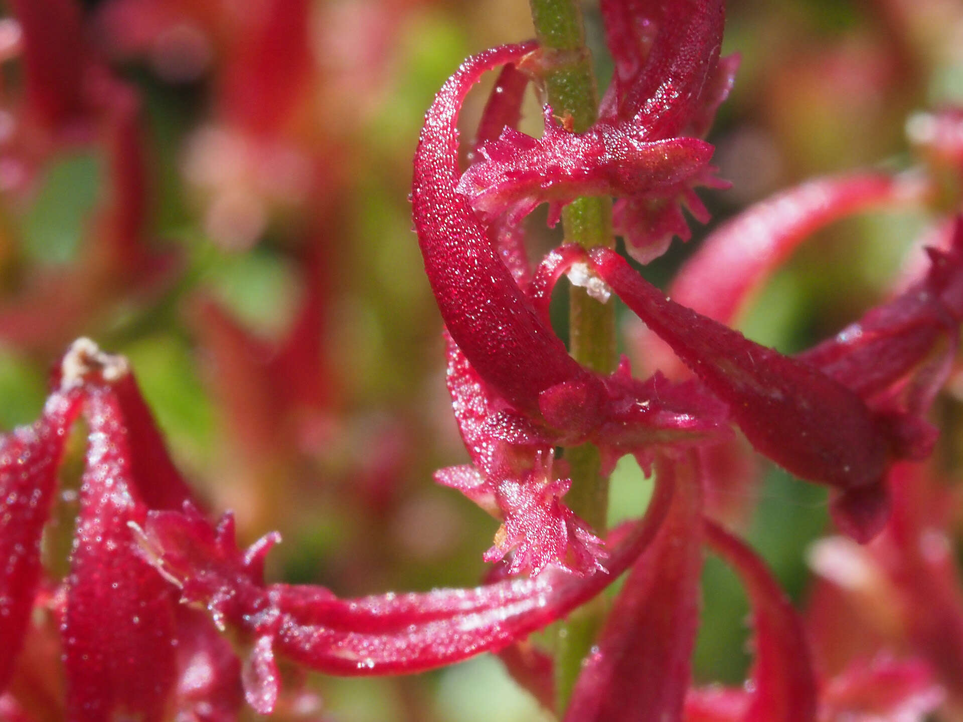 Plancia ëd Rumex bucephalophorus subsp. gallicus (Steinh.) Rech. fil.