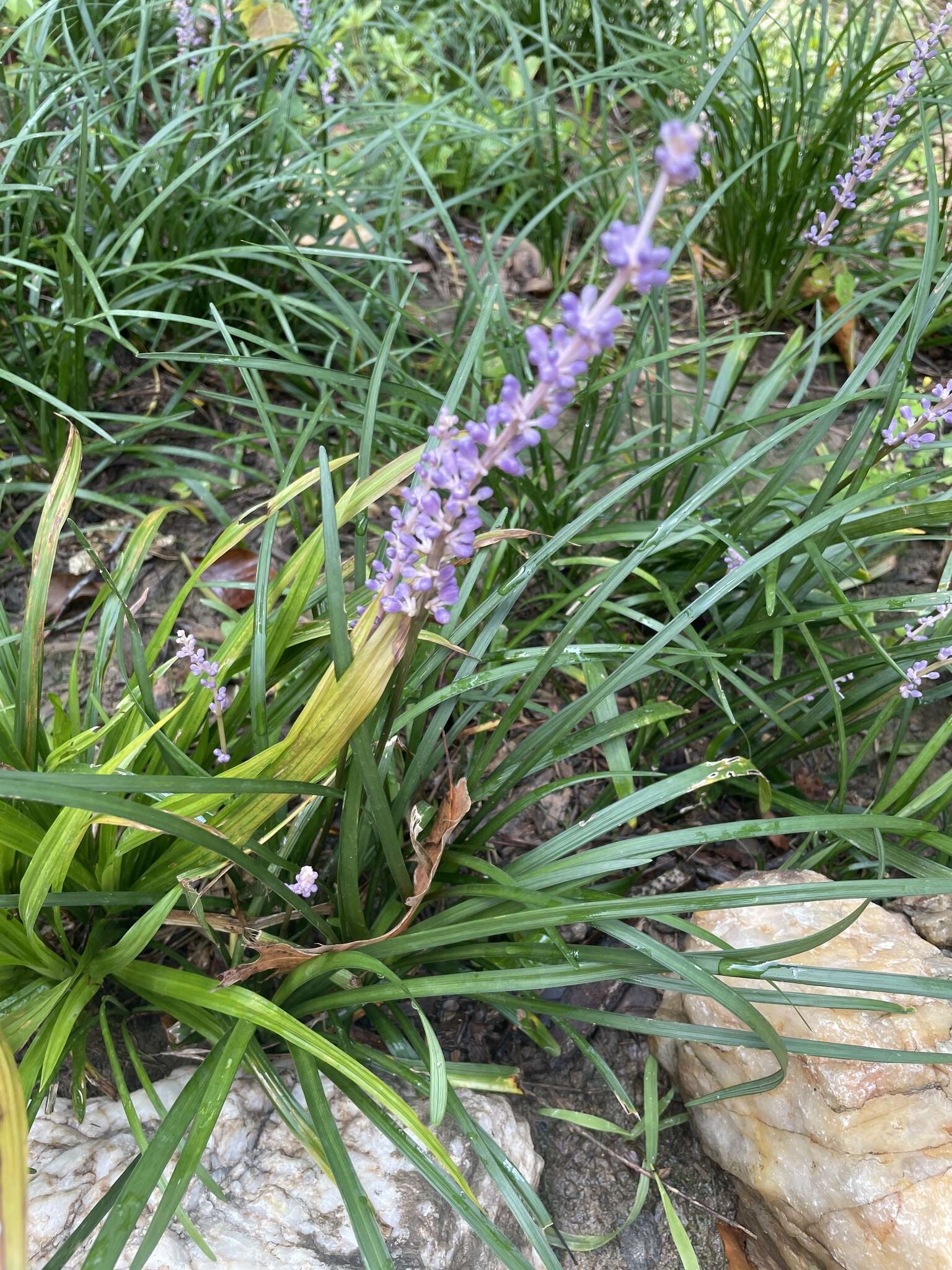 Слика од Liriope graminifolia (L.) Baker