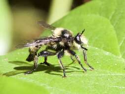 صورة Laphria columbica Walker 1866