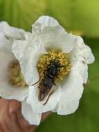 Image of Sphecomyia pattonii Williston 1882