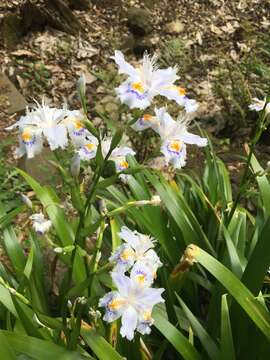 Sivun Iris japonica Thunb. kuva