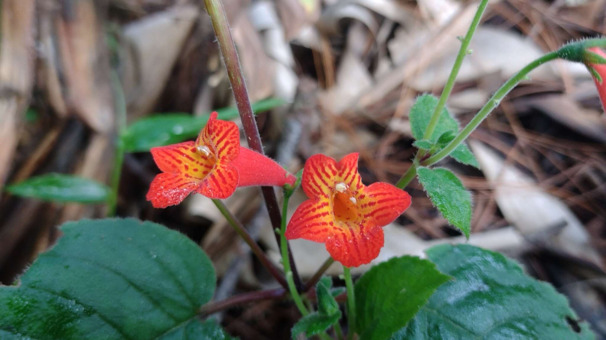 Image of Achimenes pedunculata Benth.